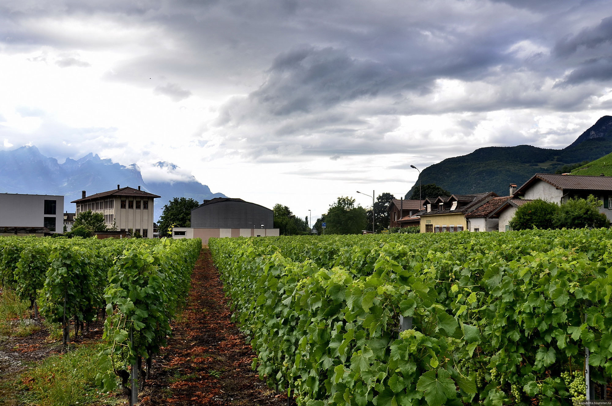 Aigle